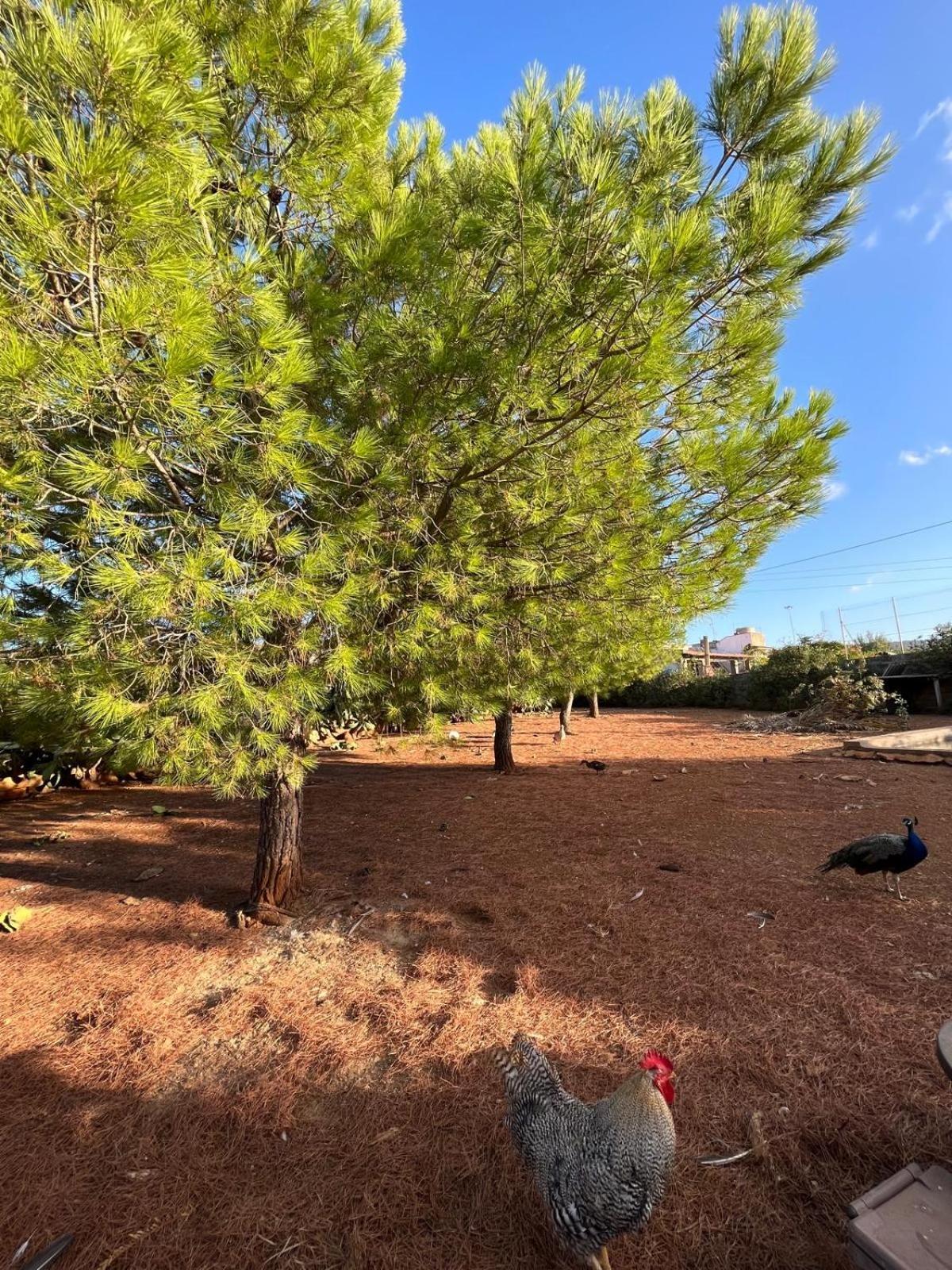 Villa Lea كوستوناتشي المظهر الخارجي الصورة
