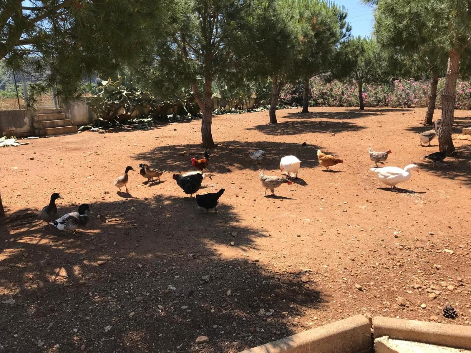 Villa Lea كوستوناتشي المظهر الخارجي الصورة